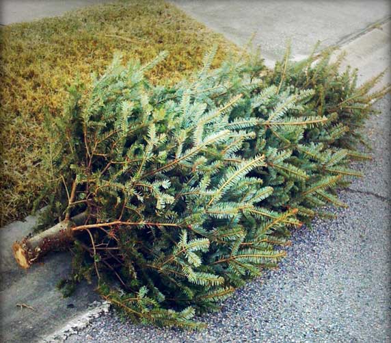 Christmas Tree Pick up Pullman Disposal